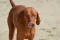 Játra u psů a jejich hlavní funkce